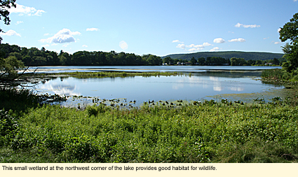 This small wetland at the northwest corner of Lake Salubria provides good habitat for wildlife.