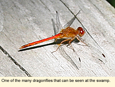 One of the many dragonflies that can be seen at the swamp.