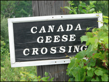 Canada Geese Crossing sign in the Finger Lakes, New York USA.