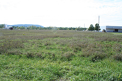 Center at Horseheads Marsh Grasslands in Horseheads, New York, USA.