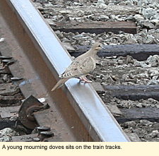A young mourning dove sits on the train tracks.