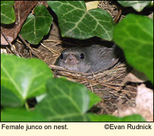 Female dark-eyed junco on her nest in the Finger Lakes, New York USA.
