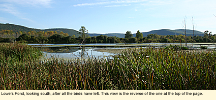 Lowe's Pond, looking south, after all the birds have left. This view is the reverse of the one at the top of the page.