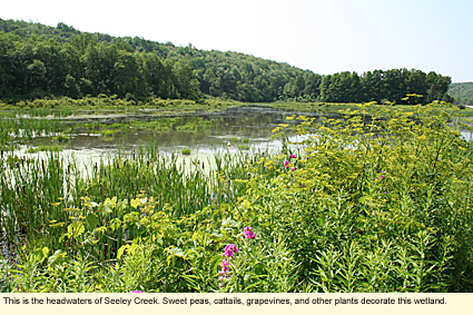 This is the headwaters of Seeley Creek. Sweet peas, cattails, grapevines, and other plants decorate this wetland.