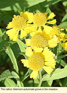 The native Helenium autumnale grows in the meadow.