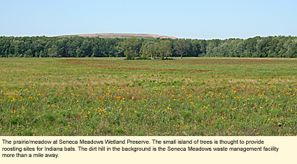 The prairie/meadow at Seneca Meadows Wetland Preserve. The small island of trees is thought to provide roosting sites for Indiana bats. The dirt hill in the background is the Seneca Meadows waste management facility more than a mile away.