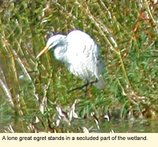 A lone great egret stands in a secluded part of the wetland.