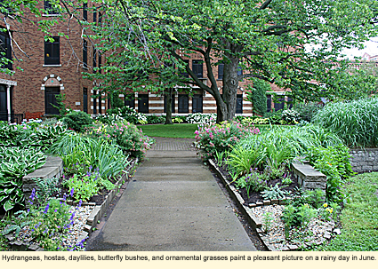 Hydrangeas, hostas, daylilies, butterfly bushes, and ornamental grasses paint a pleasant picture on a rainy day in June at the Memory Gardens at Monroe Community Hospital in Rochester, NY, USA.
