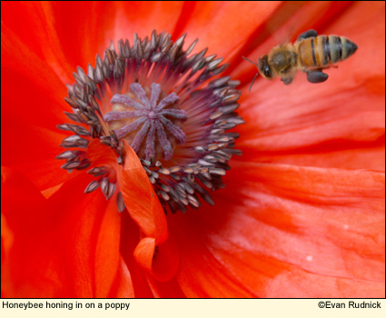 Honeybee honing in on a poppy in the Finger Lakes, New York USA.