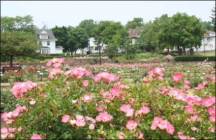 The Maplewood Rose garden in bloom in Rochester, New York in the Finger Lakes.