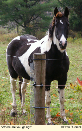 "Where are you going?" asks a horse in the Finger Lakes, New York USA.