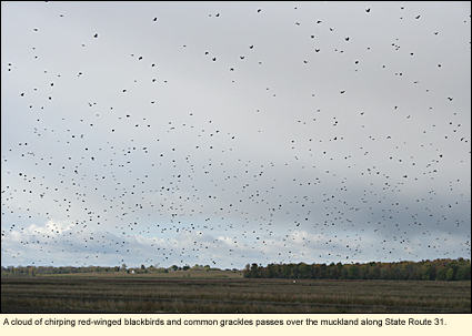 A cloud of red-winged blackbirds and common grackles passes over the mucklands along State Route 31.