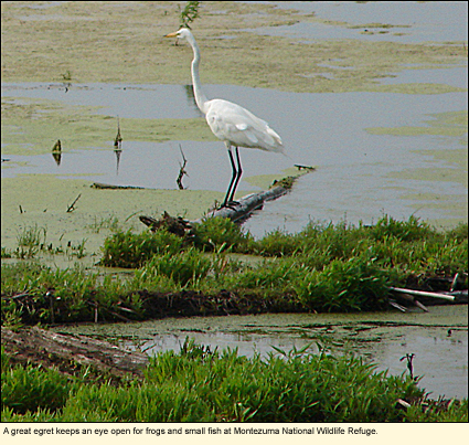 A great egret keeps an eye open for frogs and small fish at Montezuma National Wildlife Refuge.