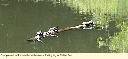 Four painted turtles sun themselves on a floating log in Phillips Pond at Baltimore Woods Nature Center.