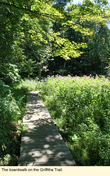 The boardwalk on the Griffiths Trail at Baltimore Woods Nature Center in Marcellus, New York.
