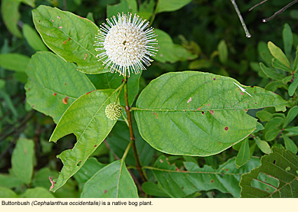Buttonbush (Cephalanthus occidentalis) is a native bog plant.