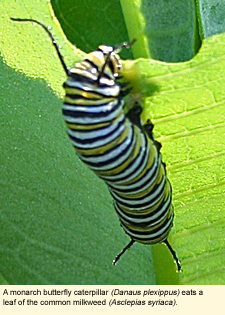 A monarch butterfly caterpillar (Danaus plexippus) eats a leaf of the common milkweed (Asclepias syriaca).