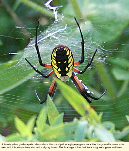 A female yellow garden spider, also called a black and yellow argiope (Agiope aurantia), hangs upside down in her web, which is always decorated with a zigzag thread. This is a large spider that feeds on grasshoppers and bees.