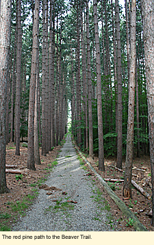 The red pine path to the Beaver Trail.
