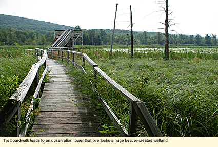 This boardwalk leads to an observation tower that overlooks a huge beaver-created wetland at Cumming Nature Center.