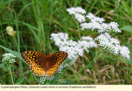 A ggreat-spangled fritillary (Speyeria cybele) feeds on boneset (Eupatorium perfoliatum).