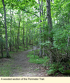 A wooded section of the Perimeter Trail.