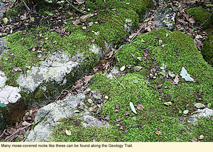 Many moss-covered rocks like these can be found along the Geology Trail.