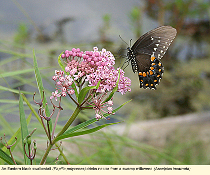 An Easter black swallowtail butterfly (papilio polyxenes) drinks nectar from a swamp milkweed (Asclepias incarnata).