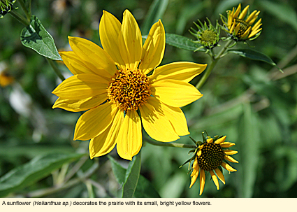 A sunflower (Helianthus sp.) decorates the prairie with its small, bright yellow flowers.