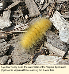 A yellow woolly bear, the caterpillar of the Virginia tiger moth (Spilosoma virginica) travels along the Esker Trail.