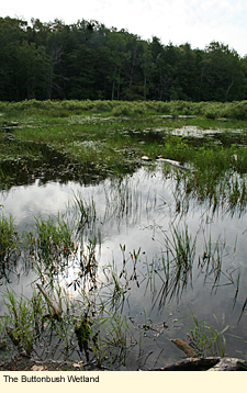 The buttonbush wetland at Sterling Nature Center in Sterling, New York, USA.