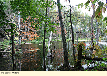 The beaver wetland at Sterling Nature Center in Sterling, New York, USA.