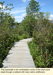 This boardwalk in the northeastern corner of the main pond leads through a wetland with many native wildflowers.