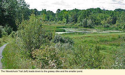 The Woodchuck Trail (left) leads down to the grassy dike and the smaller pond.