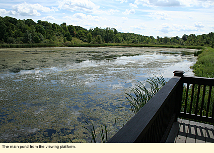 The main pond from the viewing platform.