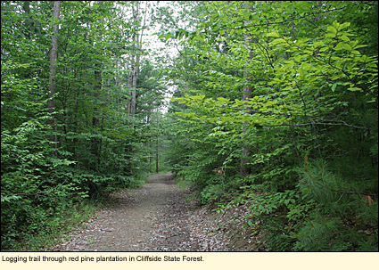 Logging trail through red pine plantation in Cliffside State Forest in the Finger Lakes, New York, USA.
