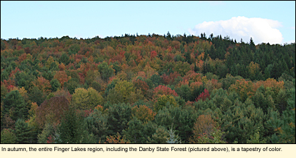 In autumn, the entire Finger Lakes region, including the Danby State Forest, is a tapestry of color.