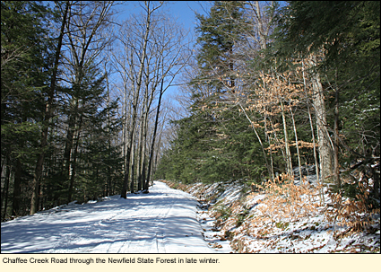 Chaffee Creek Road through the Newfield State Forest in late winter in the Finger Lakes, New York, USA.