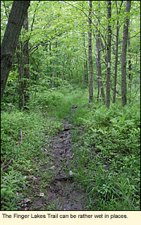 The Finger Lakes Trail can be rather wet in certain spots in Potato Hill State Forest, Town of Caroline, Tompkins County, New York, USA.
