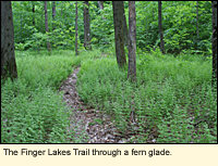 The Finger Lakes Trail through a fern glade in Potato Hill State Forest, Town of Caroline, Tompkins County, New York, USA.