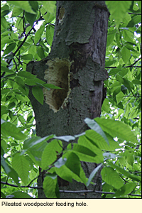 Pileated woodpecker feeding hole in Potato Hill State Forest, Town of Caroline, New York, USA.