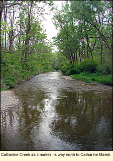 Catharine Creek as it makes its way north to Catharine Marsh.