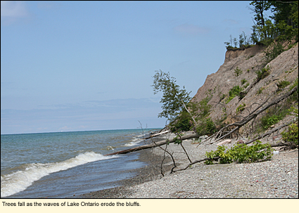 Trees fall as the waves of Lake Ontario erode the bluffs.