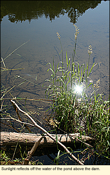 Sunlight reflects off the water of the pond above the dam in Fillmore Glen State Park.