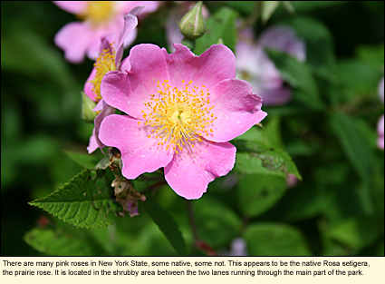 There are many pink roses in New York State, some native, some not. This appears to be the native Rosa setigera, the prairie rose. It is located in the shrubby area between the two lanes running though the main part of the park.