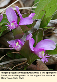 Fringed polygala (Polygala paucifolia), a tiny springtime flower, covers the ground on the edge of the woods at Mark Twain State Park.