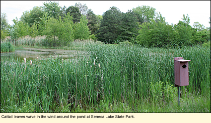 Cattail leaves wave in the wind around the pond at Seneca Lake State Park.