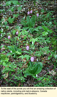 To the east of the ponds at Two Rivers State Park in Waverly, New York, you will find an amazing collection of native plants, including pink lady's-slippers, Canada mayflower, partridgeberry, and blueberry.