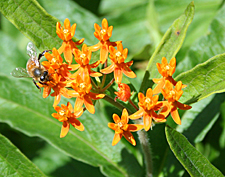 Butterfly-weed (Asclepias tuberosa)