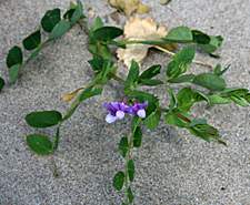 Beach pea (Lathyrus japonicus)